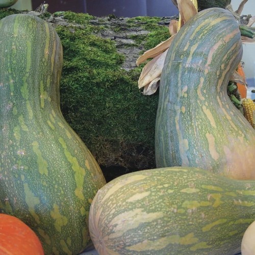 Courge pleine naples - courge, /