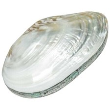 Coffret avec coquillage moule