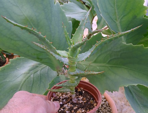 Aloe africana adenium - aloe,