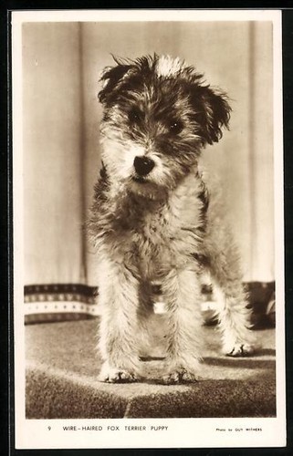 Wire haired fox terrier puppy - wire-haired,