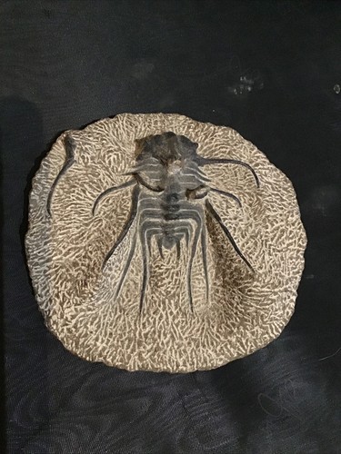 Otarion rare fossile - otarion-,