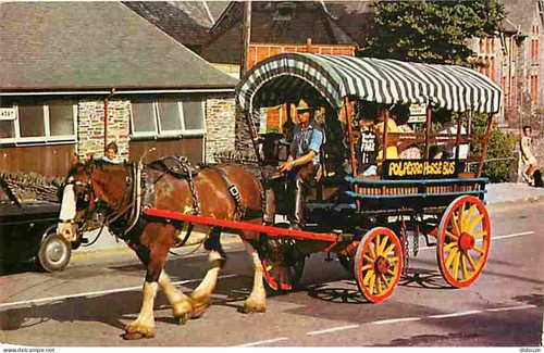 Carte postale animaux - carte,