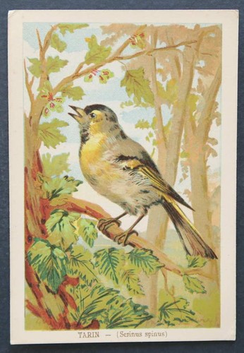Chromo image tarin - chromo, serinus