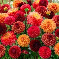 Tubercules/bulbes de dahlia -