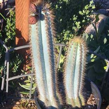 Pilosocereus Azureus 'Brazilian Blue Cactus'