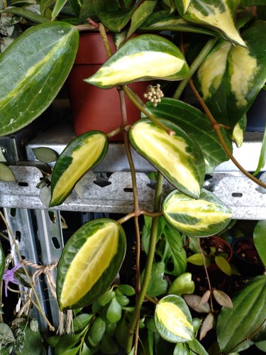 Hoya pot gold - pot,