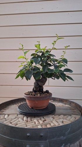 Bonsaï pseudocydonia sinensis - bonsaï,
