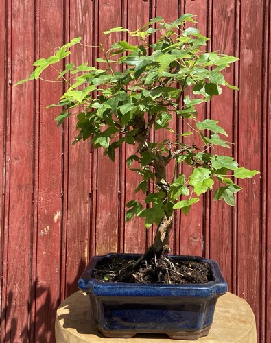 Bonsaï acer buergerianum - bonsaÏ,