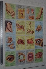 PLATE 33 X 24 EDUCATIONAL IMAGES SCHOOL ARNAUD 1957 N°93 HUMAN ANATOMY