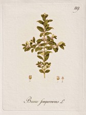 Buis Arbre Buxus Botanique Botany Kerner Gravure Sur Cuivre 1788