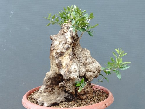 Bonsaï olivier cm en - 35, x