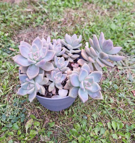 Graptopetalum victor kane - graptopetalum, 'victor
