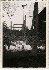 PHOTO ANCIENNE - VINTAGE