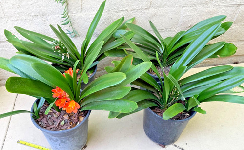 Large mature clivia miniata - 1,