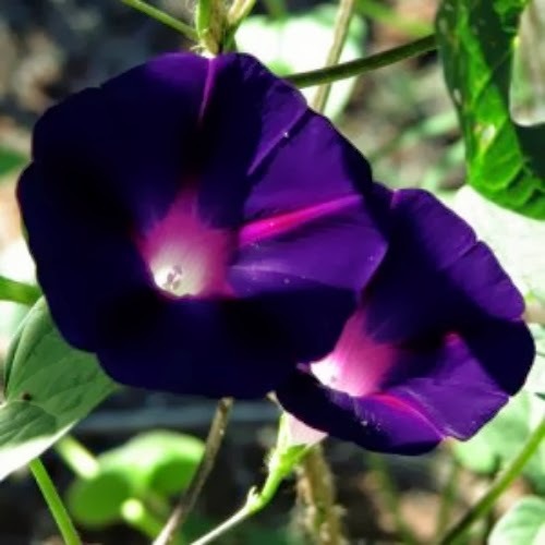 Graines ipomee noire - ipomee,