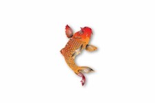 Autocollant sticker vinyl carpe koi japon poisson japonais r2