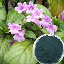 50g Indigo Naturalis Powder 99+% Purity