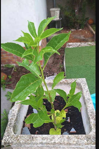 Petit baobab - petit,