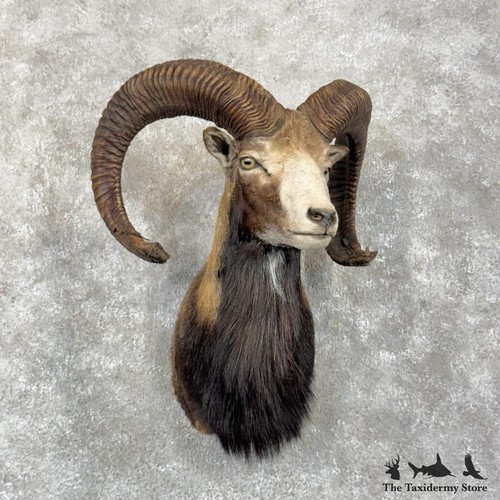 29866 european mouflon - #29866, |