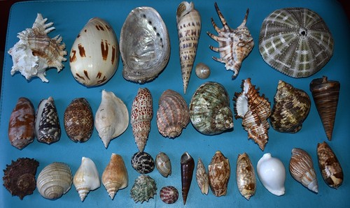 Coquillages collection de 32 - coquillages,