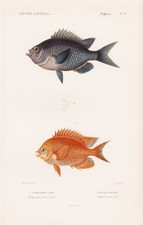 Glyphysodon Aureus Heliazes