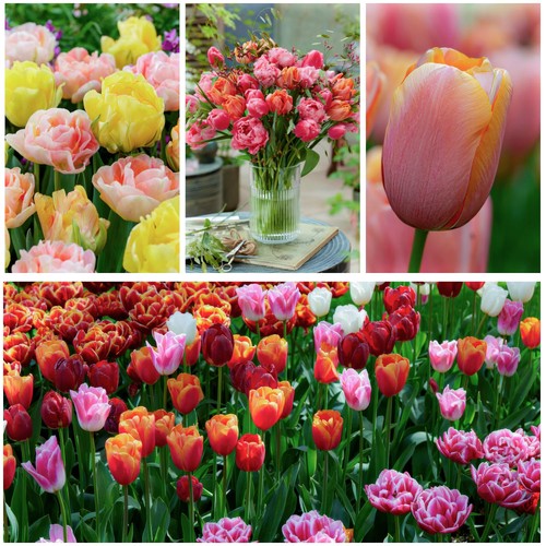 Tulipes bulbes rustique - rustique,