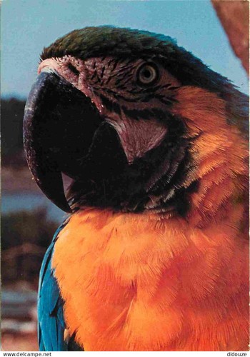 Carte postale animaux - carte,