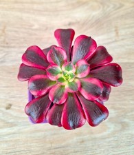 Aeonium Medusa, plante rare