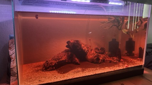 Gallon aquarium - gallon,