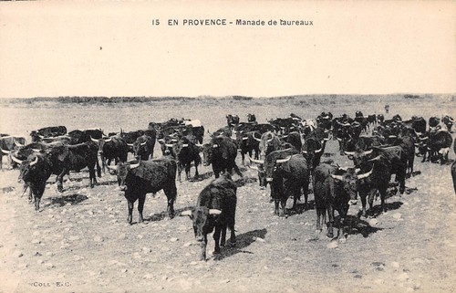 Manade taureaux n - 13-manade, taureaux--n