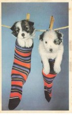 DOGS AC#MK862 TWO PUPPIES IN A HANGING SOCK CLOTHESPIN