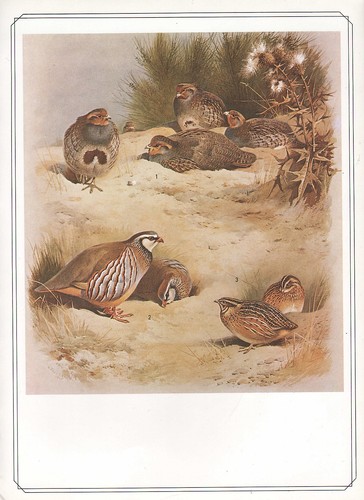 Imprimé oiseau vintage - imprimé, d’oiseau