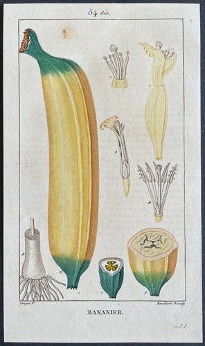 Flore médicale bananier - flore,