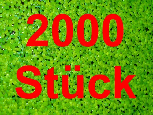 Lentilles eau 2000 lemna - lentilles,