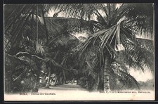 CPA Boma, Avenue des Cocotiers