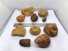 Lot de coraux et éponges