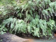 1 jeune plant Woodwardia