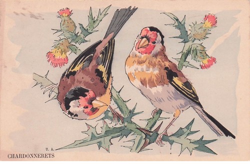 Oiseaux chardonneret - oiseaux, le