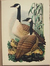 Magnifique Imprimé D'Oiseau Vintage ~ Oie Du Canada & Jeunes Oisons