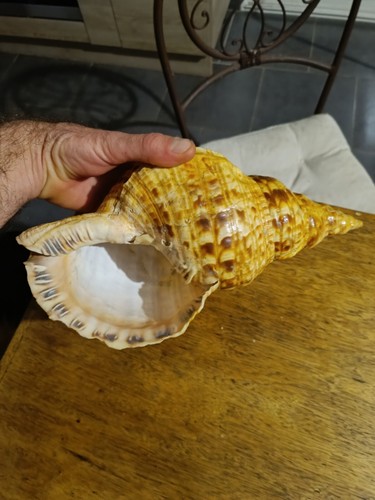Trompette triton coquillage - triton,