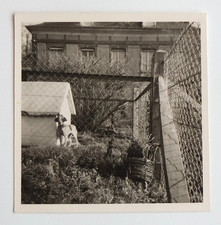 Chien niche grille grillage