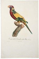 Jacques BARRABAND / Rainbow Lorikeet Variété de la Perruche à tête bleue