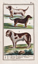 Basset Hound Chien Gravure
