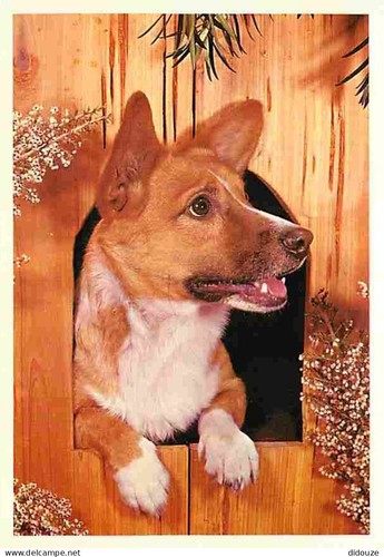 Carte postale animaux - carte,
