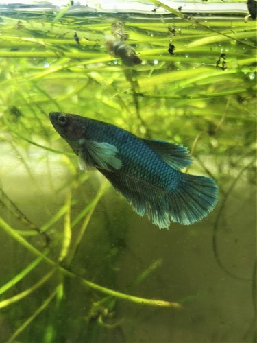 Combattant femelle big ears - femelle,
