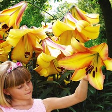 Bulbe de lys arbre bulbe fleurs Lis Rising Moon 1 pcs