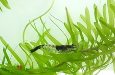 12 Crevettes caridines rillis