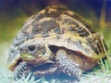 20 000 Graines Mélanges De Fleurs Pour Tortues Terrestres 10M² à semer 11 plante