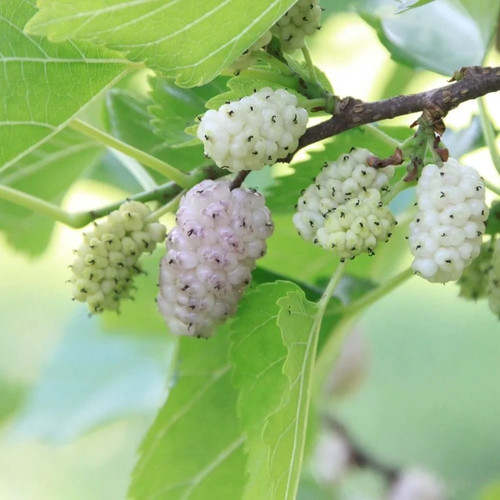 Plante fruitière mûrier - plante,