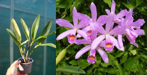 Cattlianthe meadii - (cattleya),